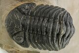 Detailed Phacopid (Morocops) Trilobite - Foum Zguid, Morocco #275238-2
